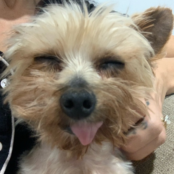 Meet your Posher, Rheanna - Picture 1 of 1